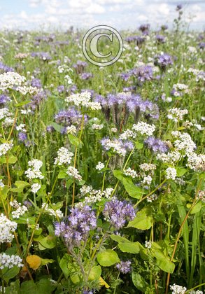 Mixed Game Crop 3 DMOO50